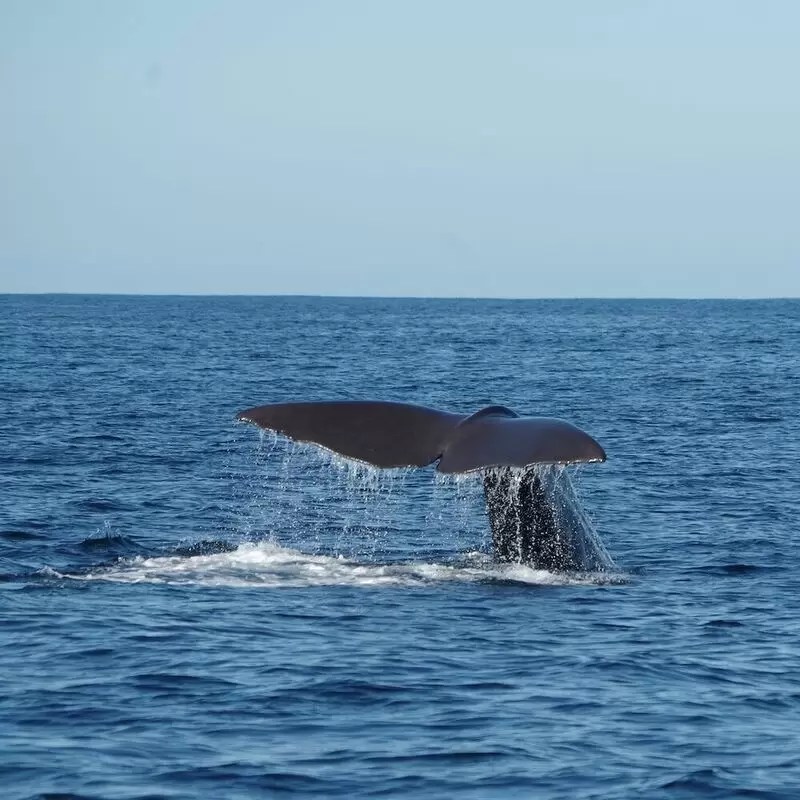 Kaikoura