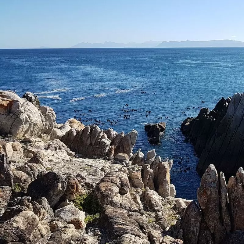 20 Things To Do in Gansbaai