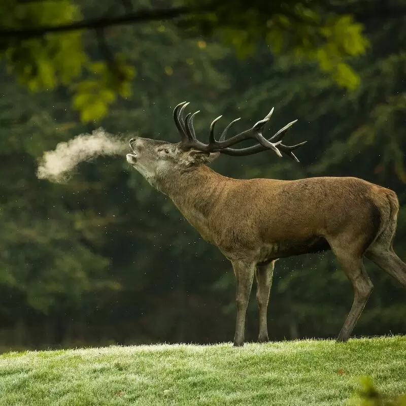 Red Deer