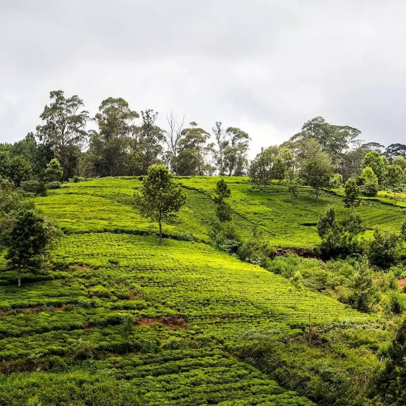 24 Things To Do in Coonoor