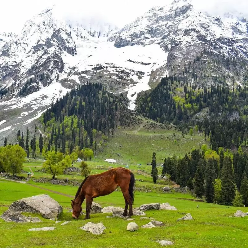 Kashmir