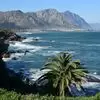 Hermanus