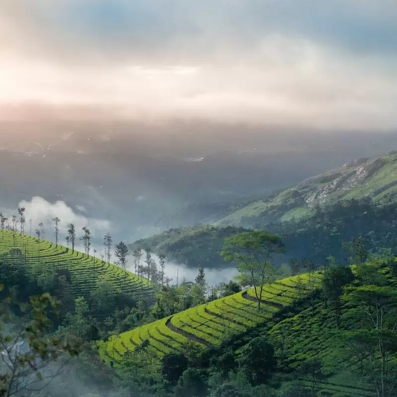 24 Things To Do in Munnar
