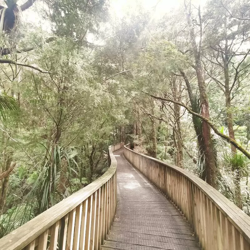 A. H. Reed Memorial Kauri Park