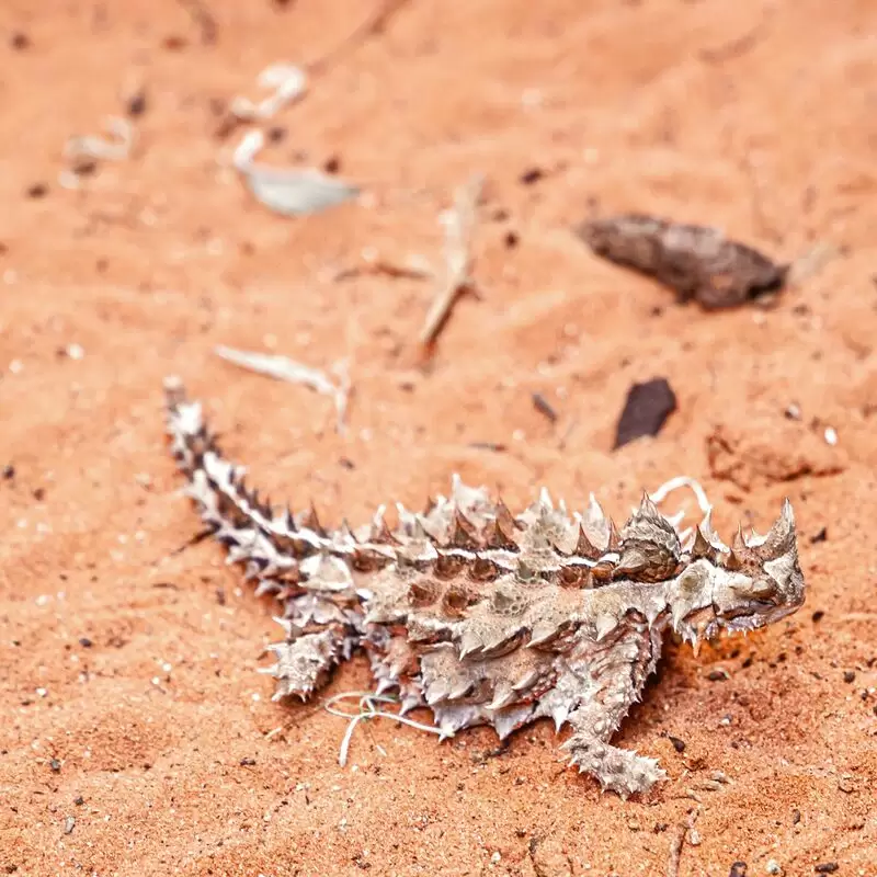 Alice Springs Reptile Centre