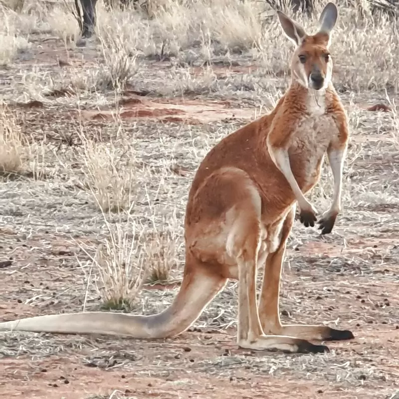 The Kangaroo Sanctuary