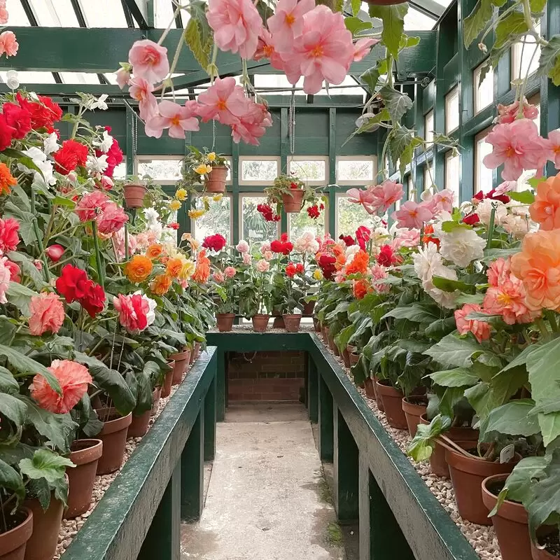 Bathurst Begonia House & Fernery