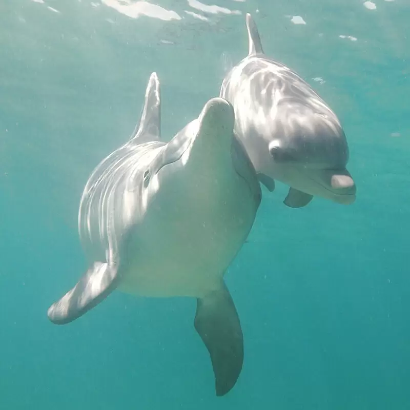 Dolphin Discovery Centre