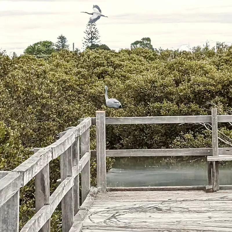 Mangrove Boardwalk