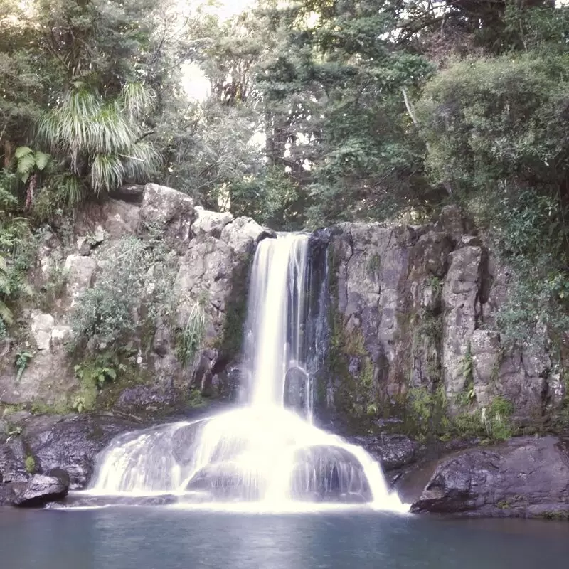 Waiau Kauri Grove