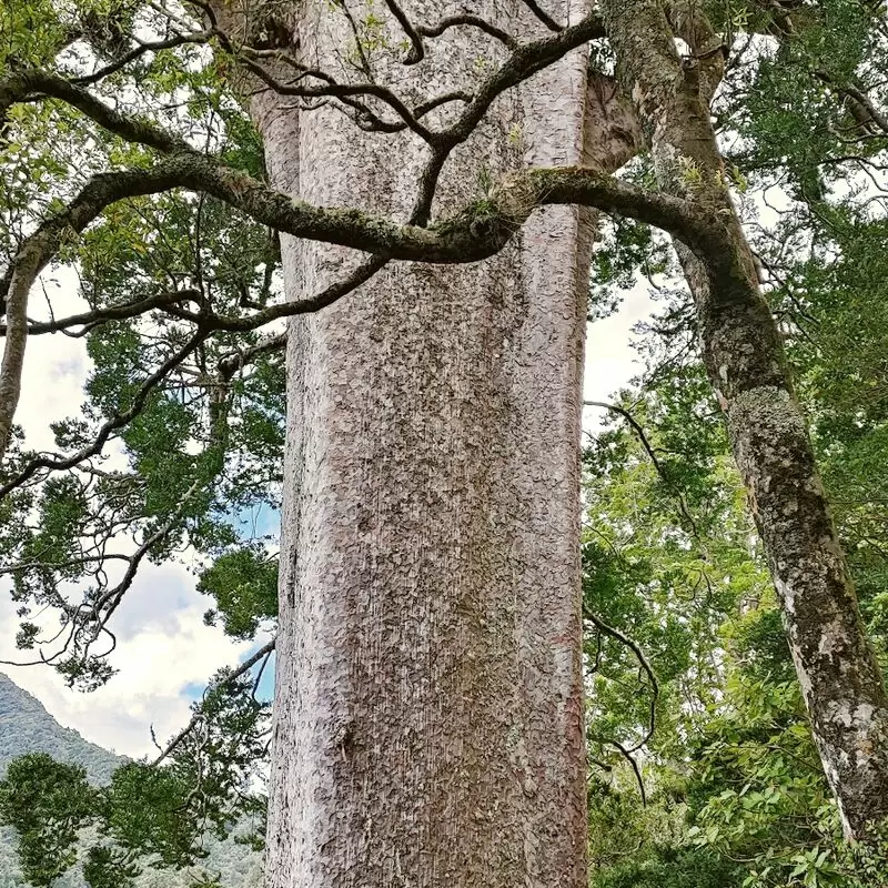 Square Kauri