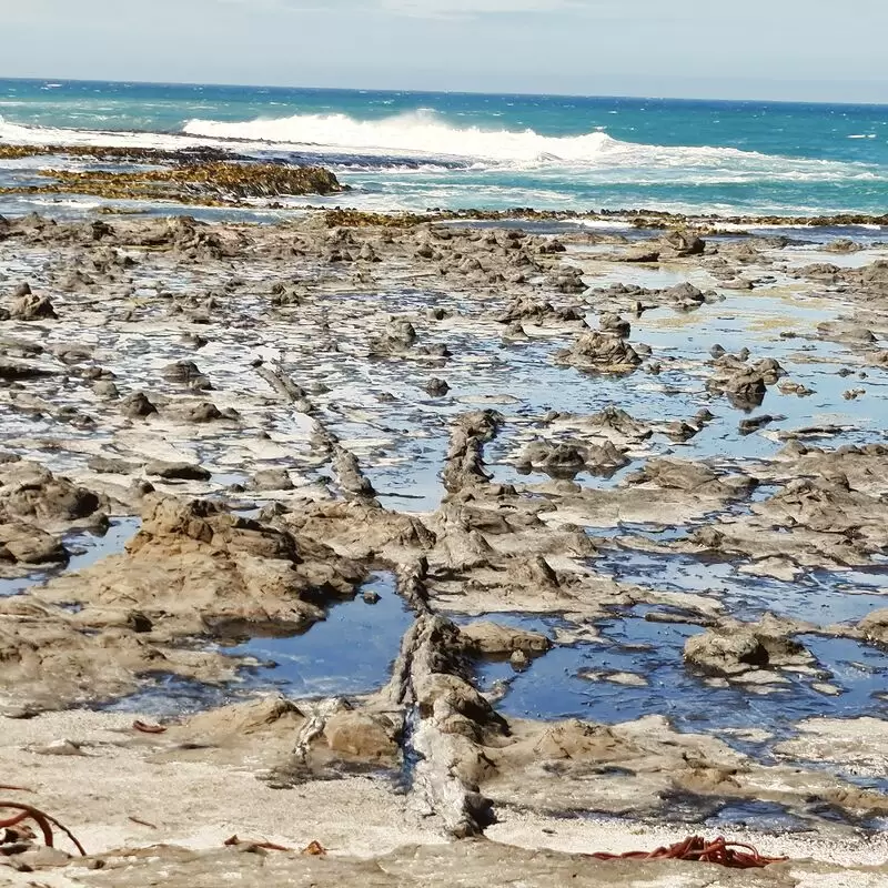 Petrified Forest Curio Bay