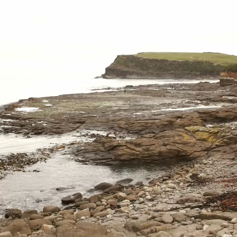 Curio Bay Cliffs