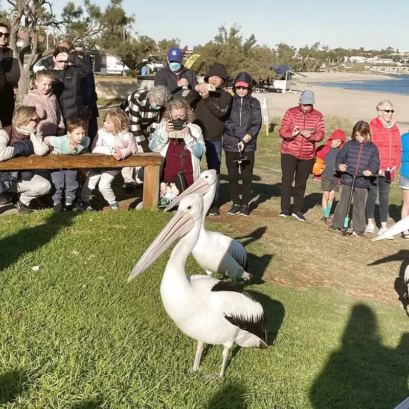 Pelican Feeding Point Kalbarri