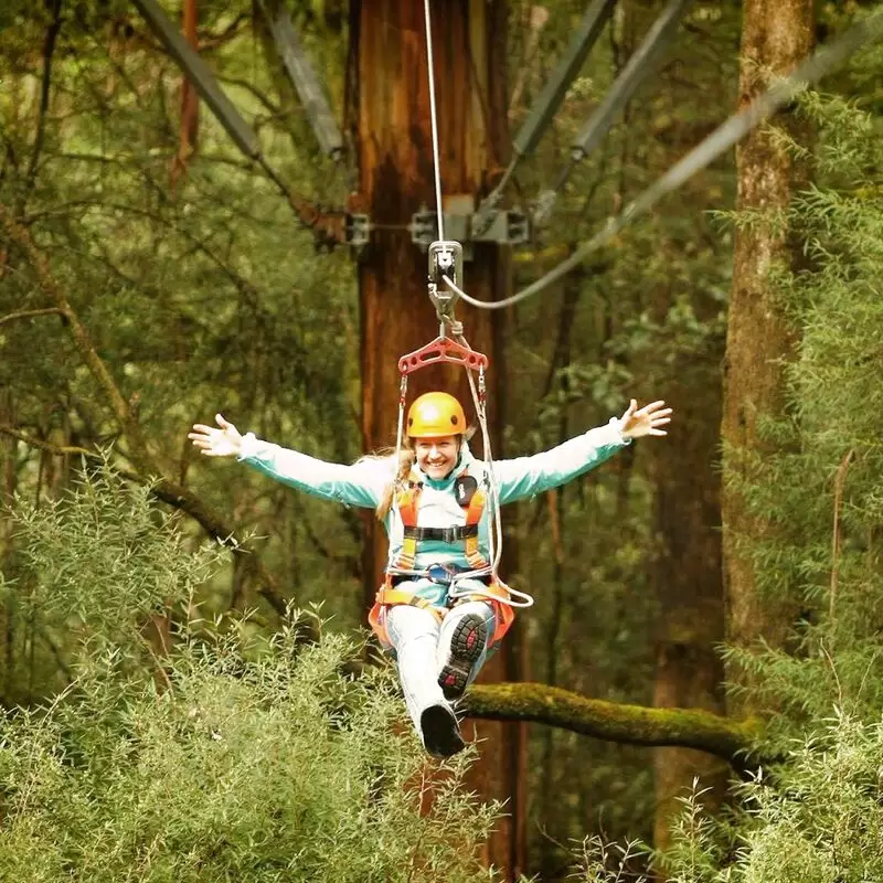 Otway Fly Treetop Adventures