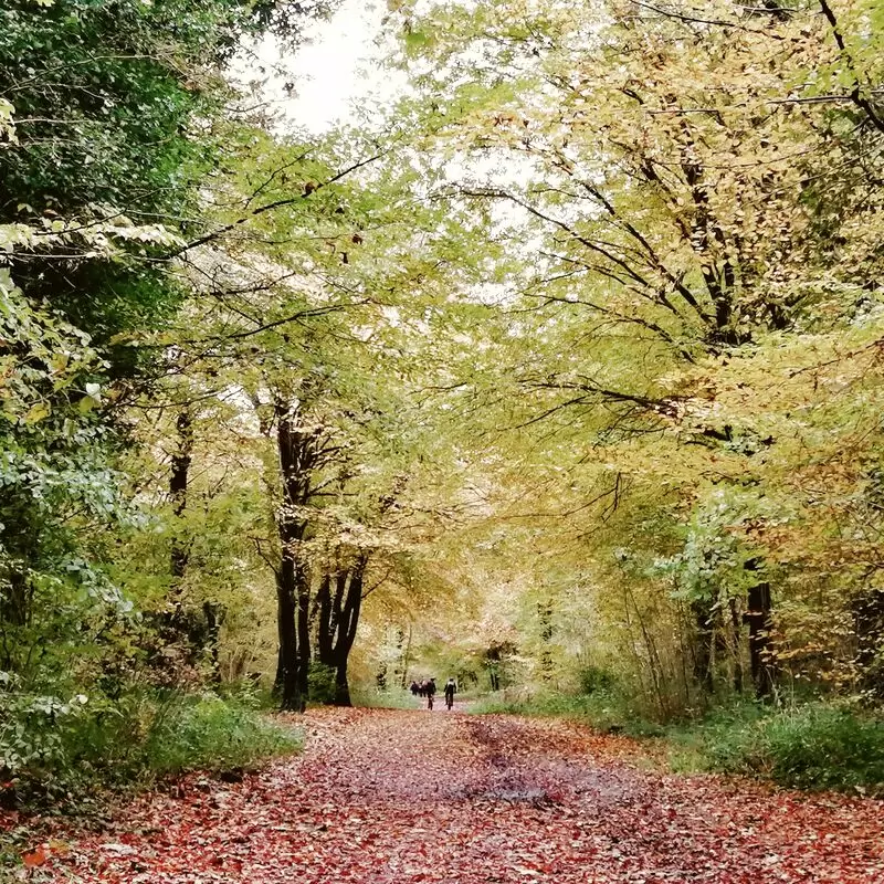 National Trust Leigh Woods