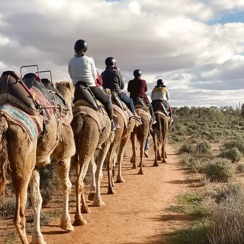 Silverton Outback Camels