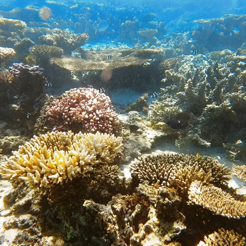 Oyster Stacks Snorkelling Area