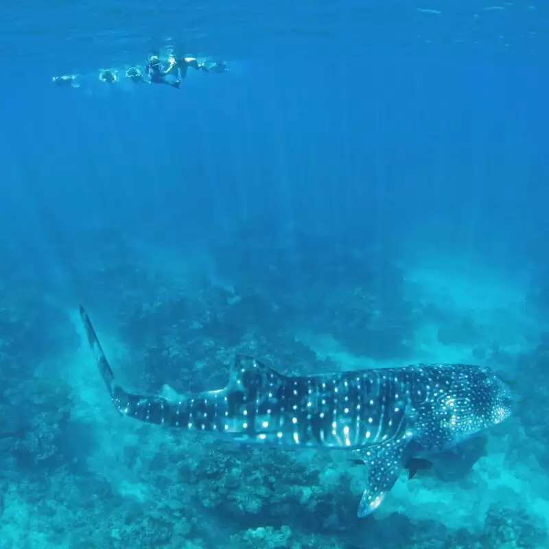 Three Islands Whale Shark Dive