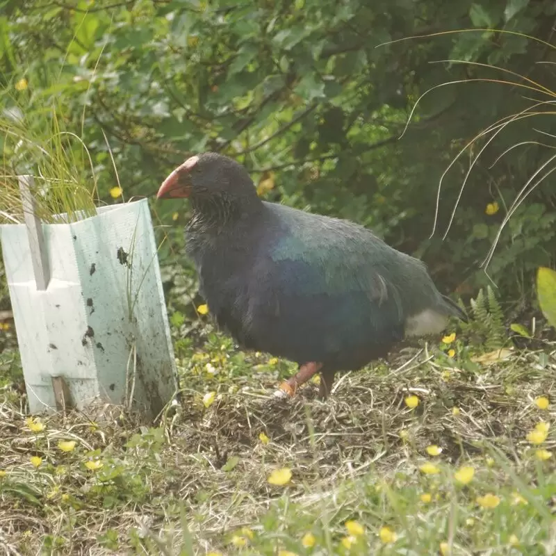 Punanga Manu o Te Anau Te Anau Bird Sanctuary