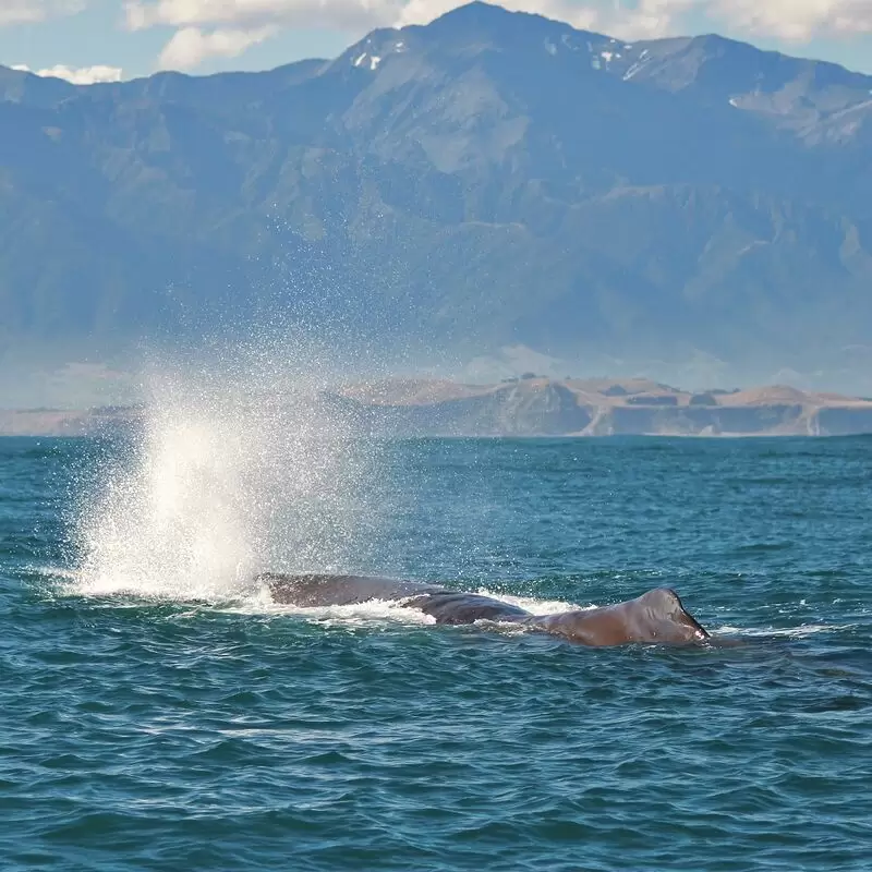 Whale Watch Kaikoura