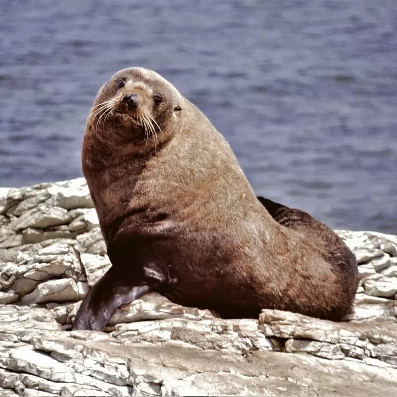 Kaikoura Seal Colony