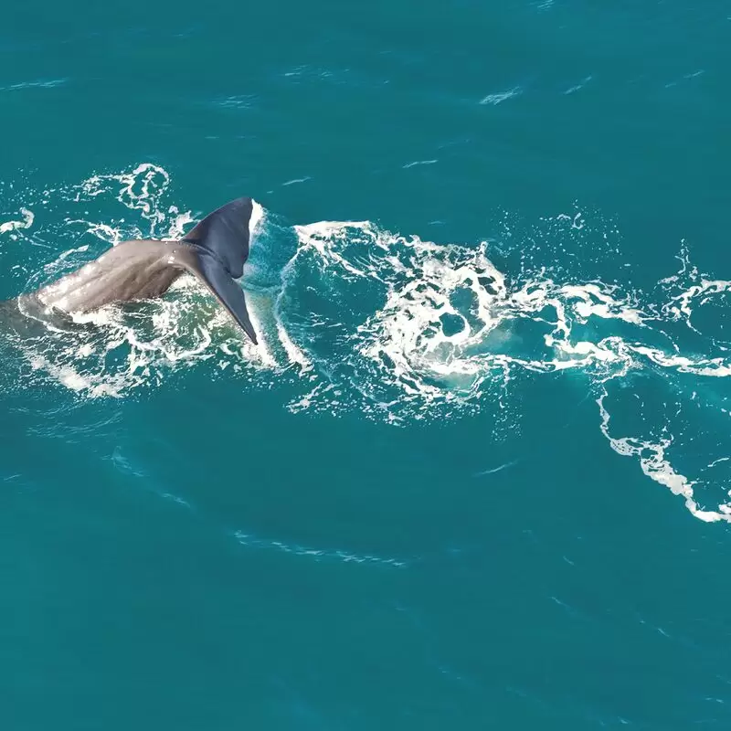 Wings Over Whales Kaikoura Whale Watching