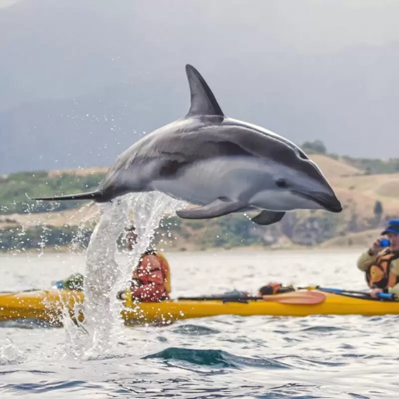 Kaikoura Kayaks