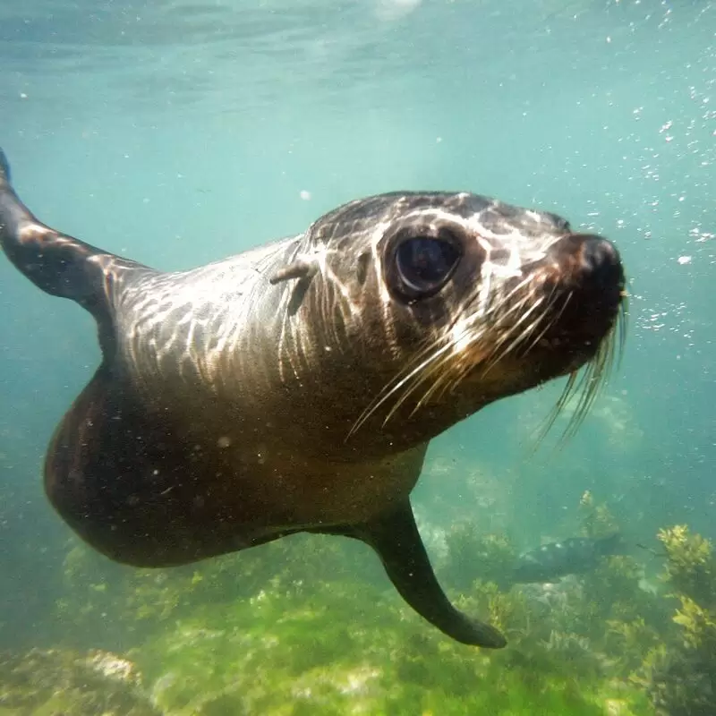 Seal Swim Kaikoura