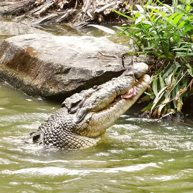 Hartley's Crocodile Adventures