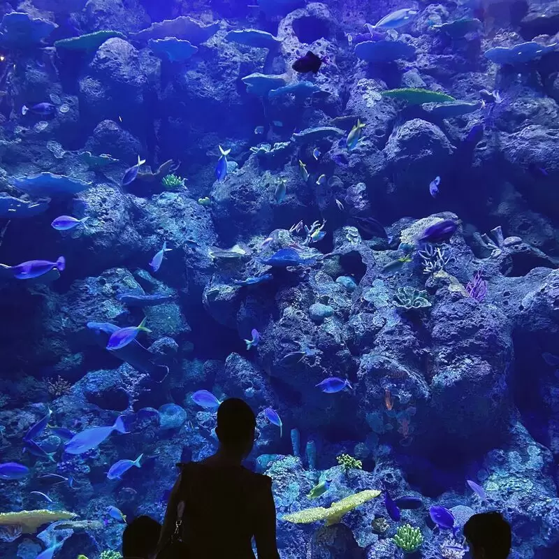 Cairns Aquarium