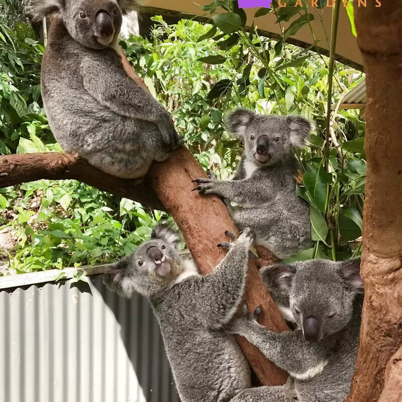 Kuranda Koala Gardens