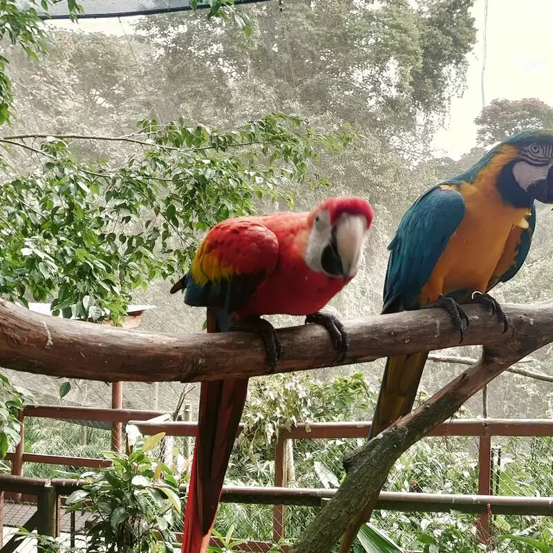 Birdworld Kuranda