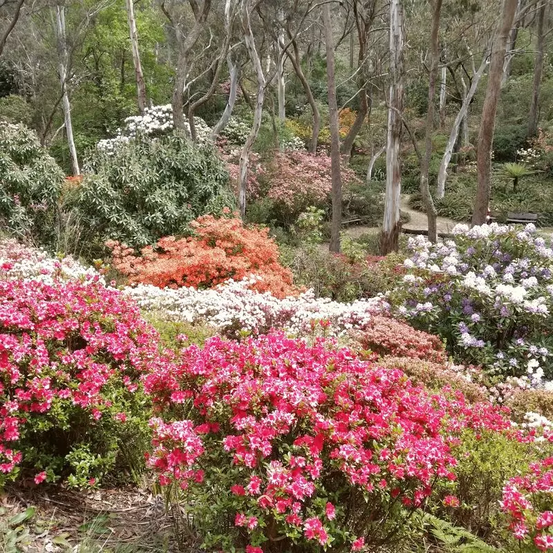 Campbell Rhododendron Gardens