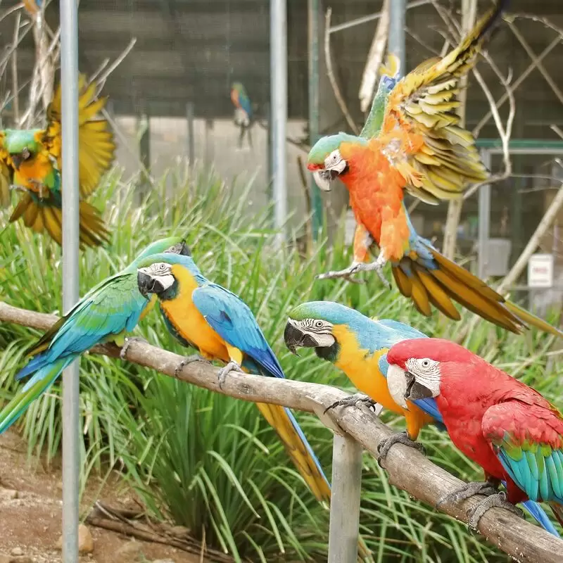 Maleny Botanic Gardens & Bird World