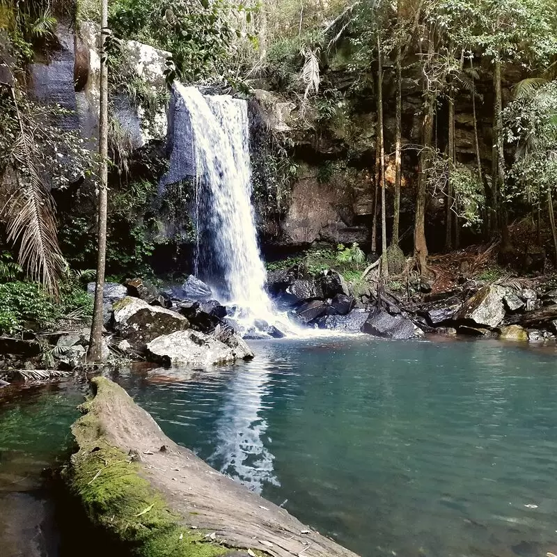 Curtis Falls Walking Track