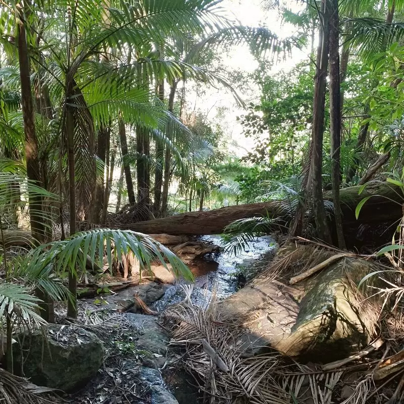 Witches Falls walking track