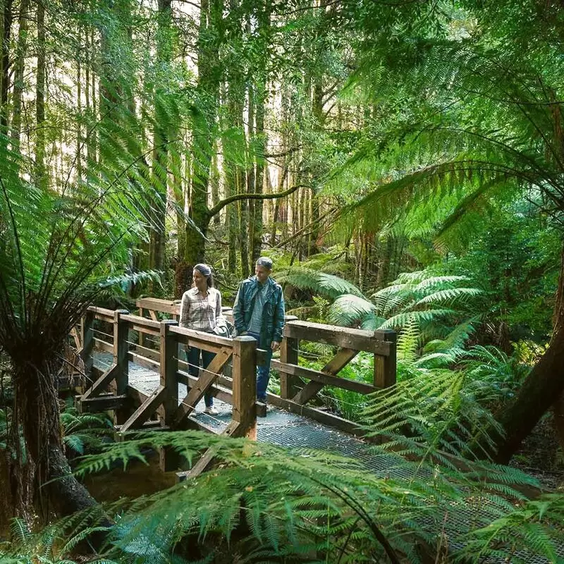 Yarra Ranges National Park