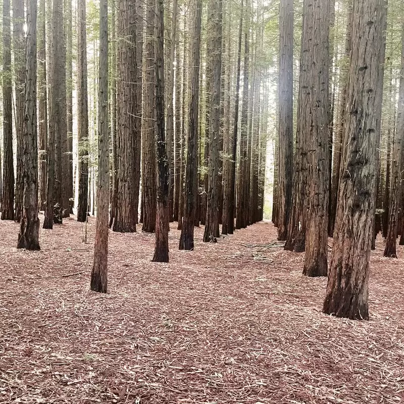 Cement Creek Redwood Forest