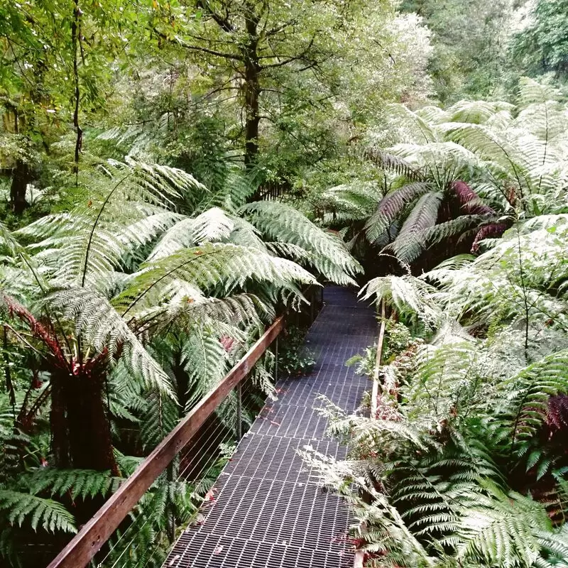 Rainforest Gallery