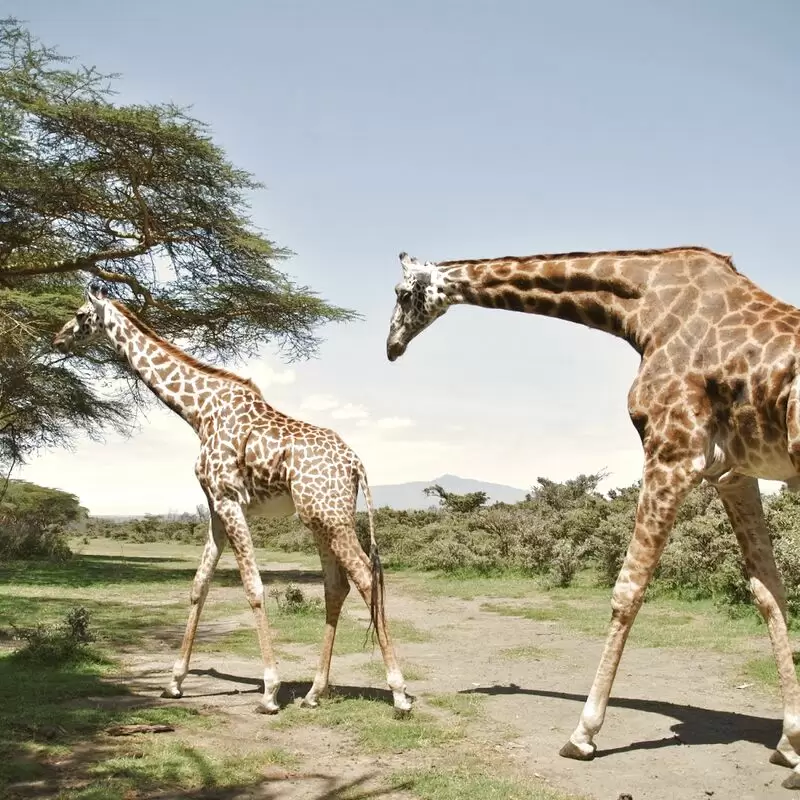 Lake Naivasha