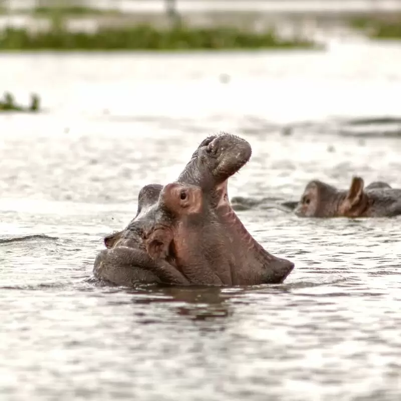 Lake Naivasha