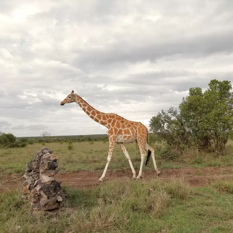 Ol Pejeta Conservancy