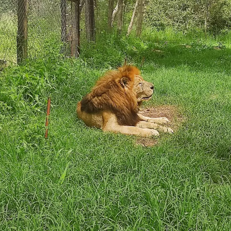 Lion & Cheetah Park