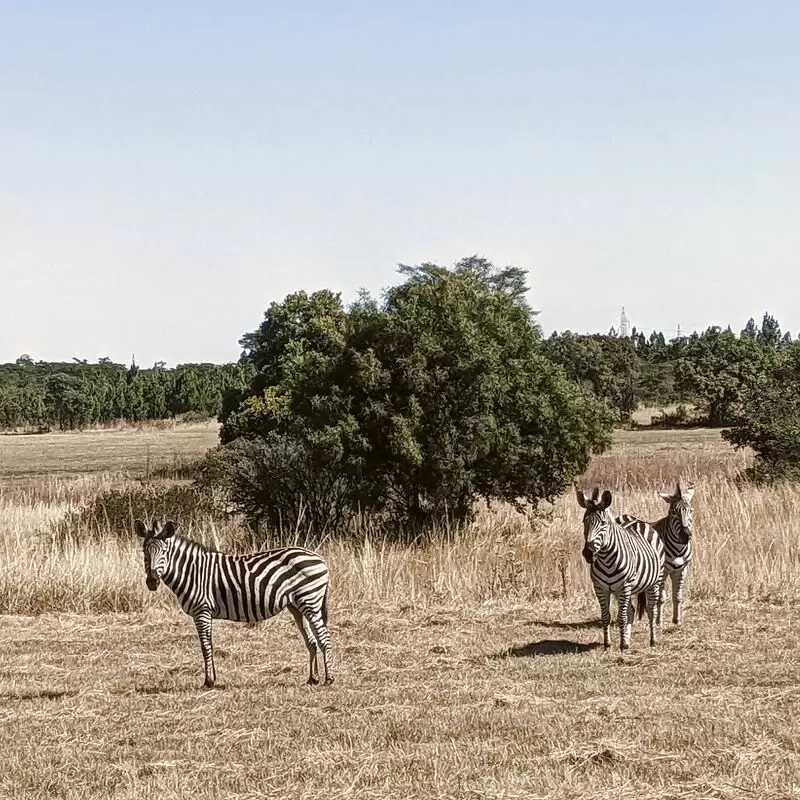 Haka Camp Game Park