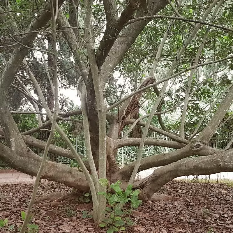 Harare Botanical Gardens