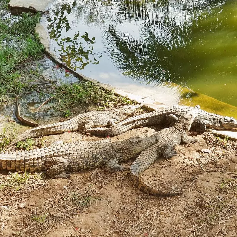 Kalimba Reptile Park