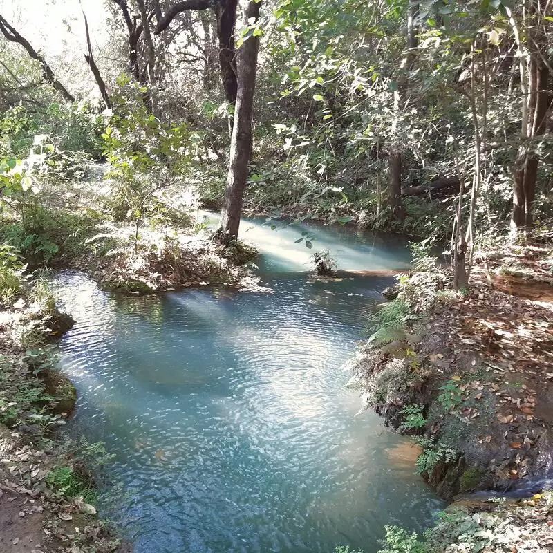 Monkey Pools