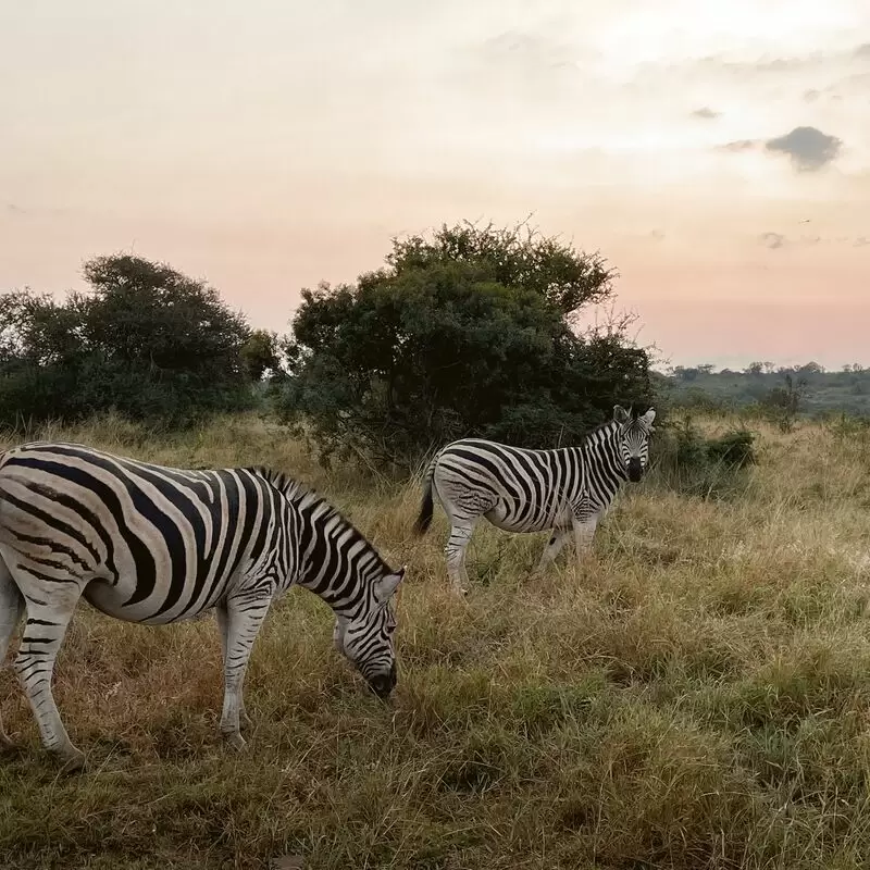 AndBeyond Phinda Private Game Reserve