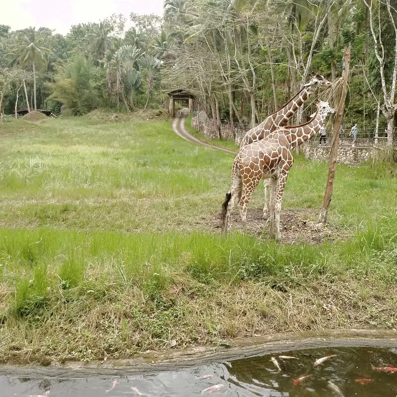 Cebu Safari and Adventure Park